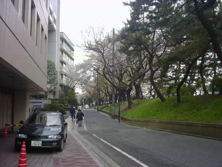 事務所の前の通りの桜
